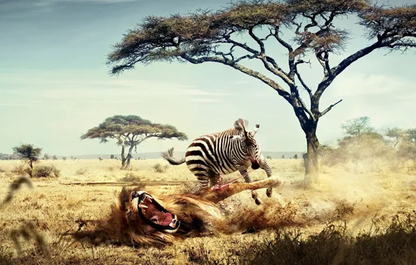 Картинка зебра, Лев, Африка, 158