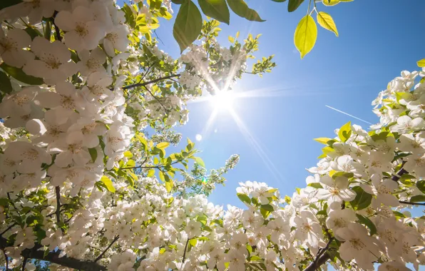 Картинка солнце, цветы, дерево, весна