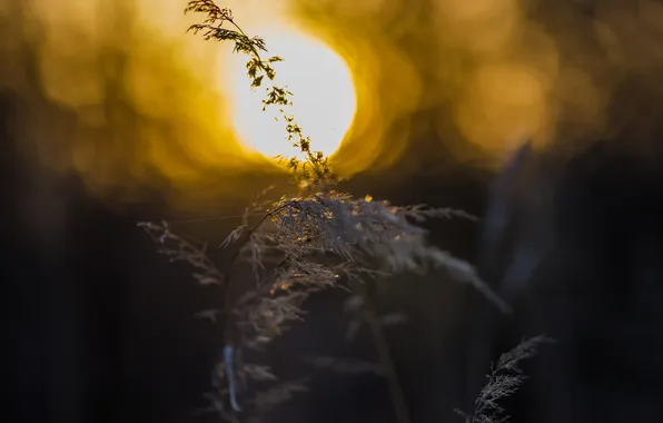 Солнце, закат, трава nature, боке, золотой час
