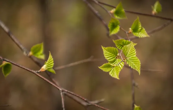 Листья, природа, дерево, ветка, весна, листочки