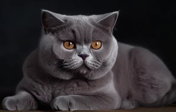 Кошка, кот, взгляд, серый, портрет, арт, лежит, черный фон
