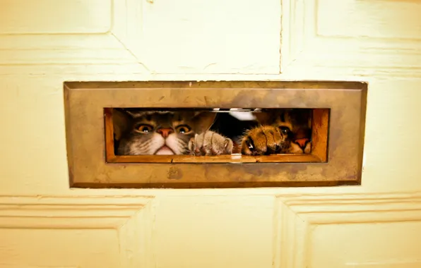 Кошки, дверь, щель