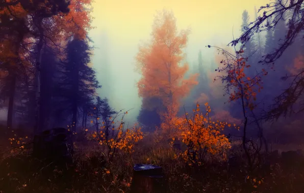 Осень, лес, краски