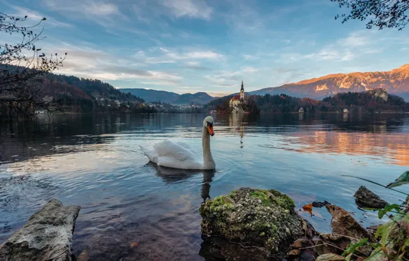 Картинка пейзаж, горы, природа, озеро, птица, Альпы, лебедь, Словения