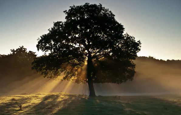 Картинка свет, пейзаж, туман, дерево, утро