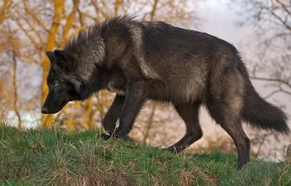 Картинка nature, predator, animal, wolf, wildlife, portrait, black wolf, portrait.