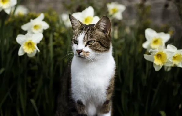 Картинка кошка, глаза, кот, взгляд, морда, цветы, природа, фон