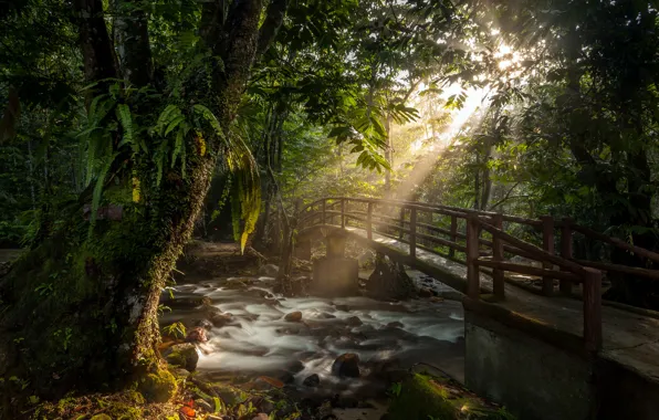 Картинка лес, солнце, лучи, мост, река, поток