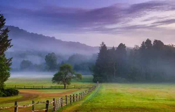 Картинка деревья, туман, рассвет, забор, утро, луг, Пенсильвания, Pennsylvania