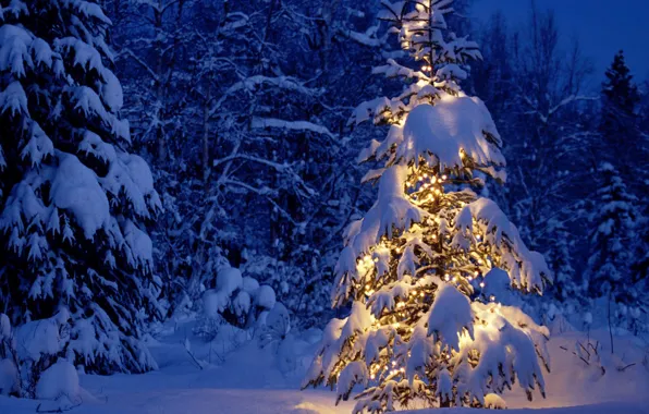Зима, лес, снег, елка, новый год