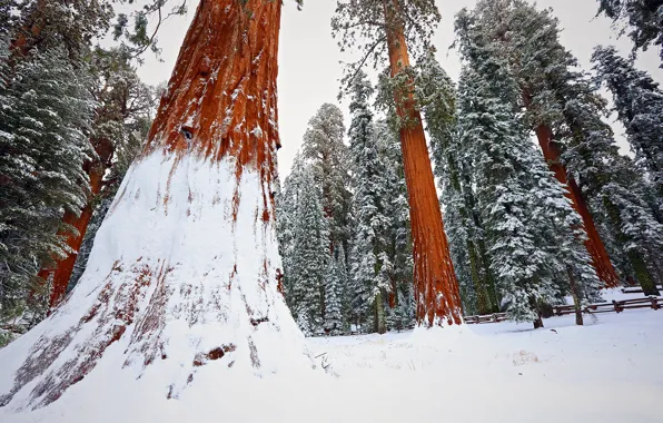 Forest, winter, snow, tree, sequoia, redwood