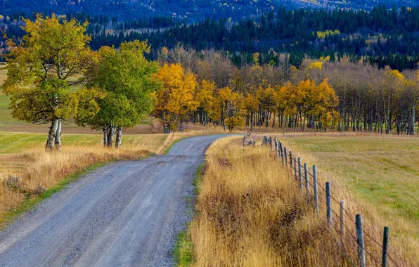 Картинка дорога, осень, деревья, Канада, Альберта