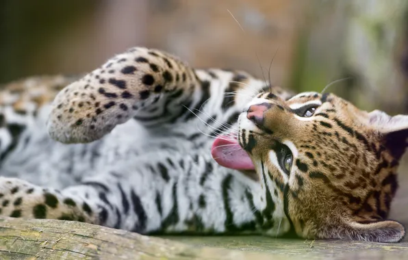 Язык, кошка, зевает, оцелот, ©Tambako The Jaguar
