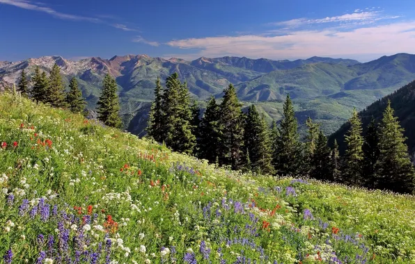 Цветы, ели, луг, Юта, Utah, хребет Уосатч, Wasatch Range