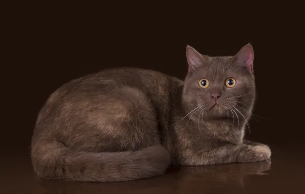 Кот, шерсть, британец, красавец