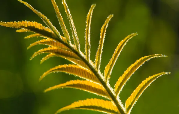 Green, leaf, plant