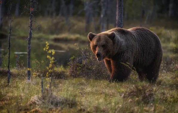 Картинка лес, трава, взгляд, морда, деревья, медведь, пасть, прогулка