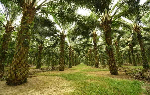 Картинка tree, scenery, plant, palm tree, plantation, raw, organic, palm oil