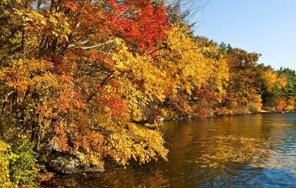 Картинка осень, лес, листья, солнце, деревья, река, камни, желтые