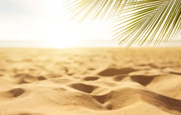Картинка песок, море, пляж, лето, небо, солнце, пальмы, берег