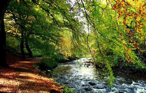 Картинка осень, лес, деревья, ручей, берег, листва