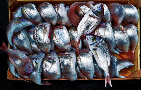Картинка фон, еда, рыба