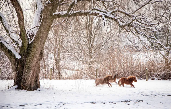 Картинка зима, животные, снег, деревья, ветки, природа, кони, ограда