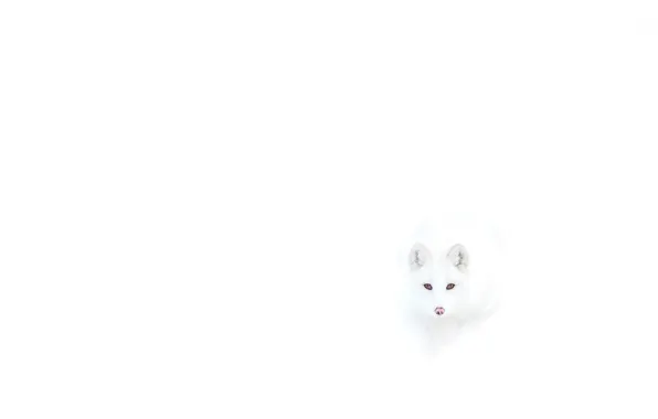 Картинка лиса, белая, полярная, невидимая