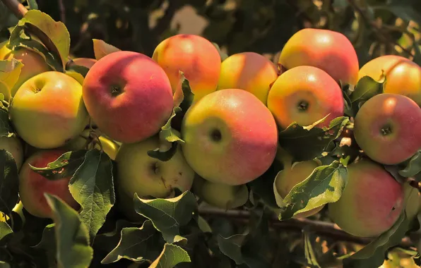 Ветки, дерево, яблоки, плоды