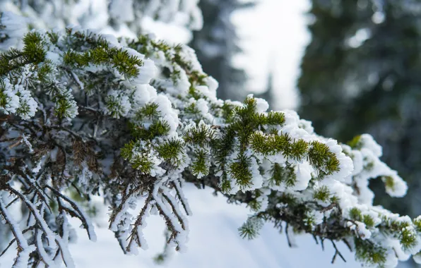 Картинка снег, природа, ветви, ели, шерегеш