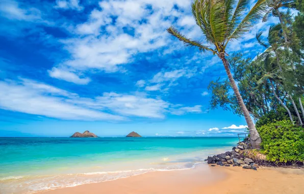 Картинка пальмы, океан, побережье, Гавайи, Pacific Ocean, Hawaii, Тихий океан, Lanikai Beach