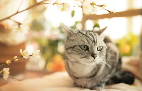 Кошка, кот, взгляд, свет, цветы, ветки, поза, портрет