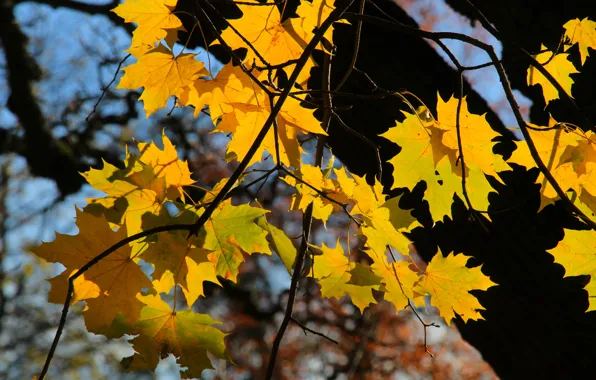 Autumn, tree, leaf