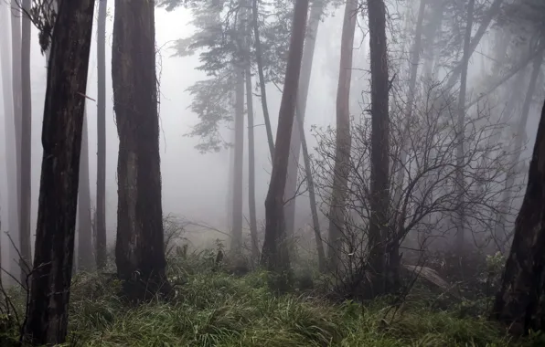 Картинка лес, деревья, природа, туман, USA, San Francisco, Mt. Davidson