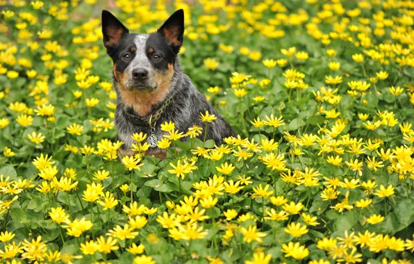 Картинка лето, взгляд, цветы, друг, собака