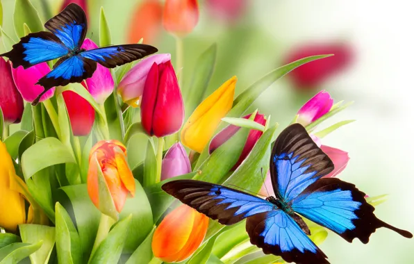 Бабочки, цветы, яркие, красота, лепестки, тюльпаны, красные, red
