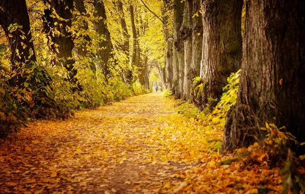 Картинка осень, листья, деревья, парк, путь, мужчина
