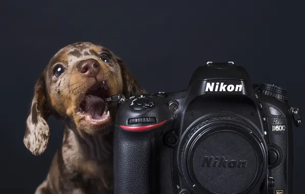 Картинка фон, собака, камера