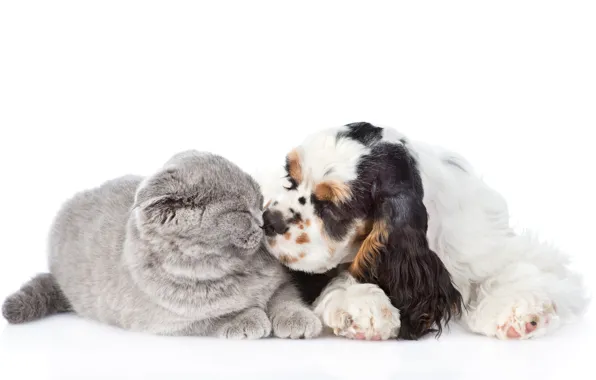 Кошка, поцелуй, пушистые, друзья, спаниэль, Dogs, милые, Cats