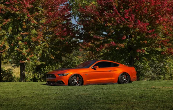 Картинка Mustang, Ford, Orange, Wheels, Niche
