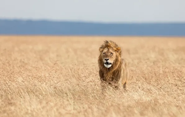 Картинка трава, лев, царь зверей, саванна, дикая кошка