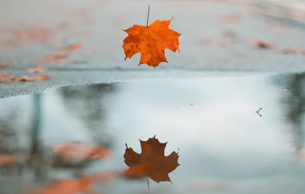 Осень, вода, оранжевый, лист, отражение, листок, лужа, падение