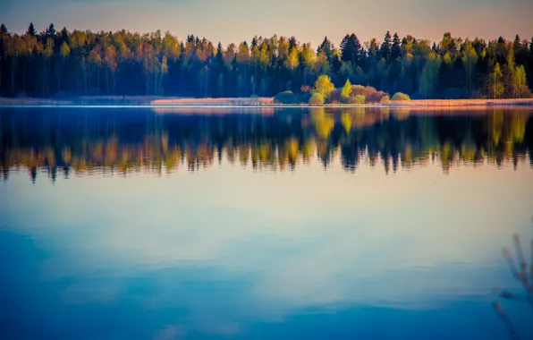 Лес, вода, деревья, пейзаж, природа, озеро, гладь, отражение