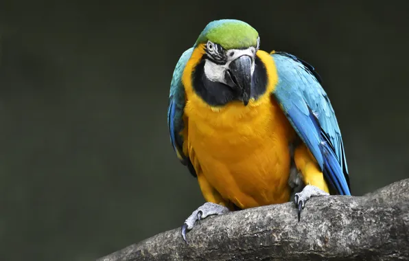 Картинка птица, попугай, Сине-жёлтый ара