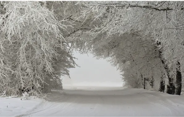 Снег, деревья, пейзаж, деревья в снегу, Зимний пейзаж, зима., заснеженная дорога