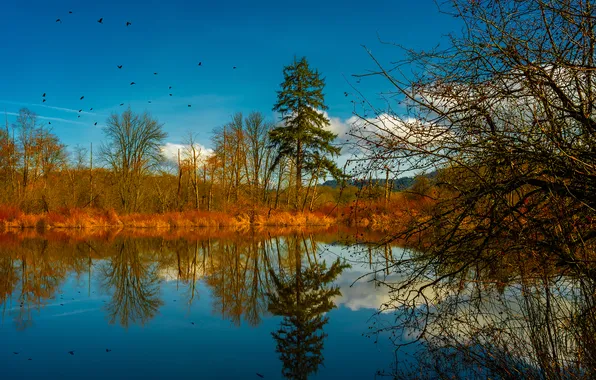 Картинка осень, деревья, птицы, озеро, отражение