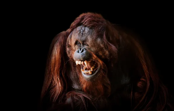 Картинка Smile, Face, Ape, Orangutan