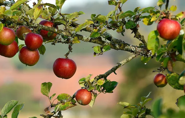Природа, яблоки, сад
