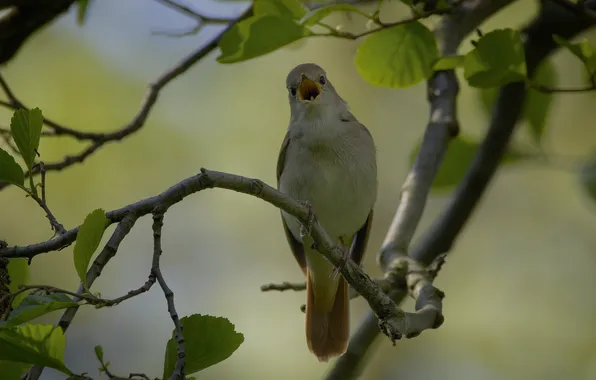 Nature, bird, 8K