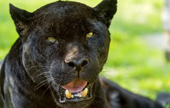 Кошка, взгляд, морда, ©Tambako The Jaguar, чёрный ягуар